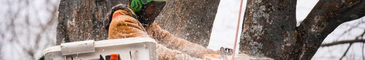 Vanderkooi Tree | Tree Service, Arborist, Stump Removal