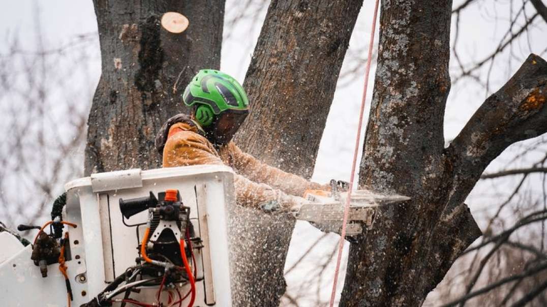 Vanderkooi Tree Removal in Muskegon, MI